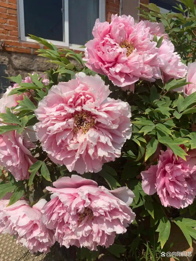 牡丹花种植技术