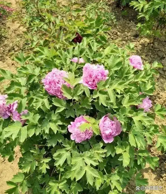 牡丹花种植技术