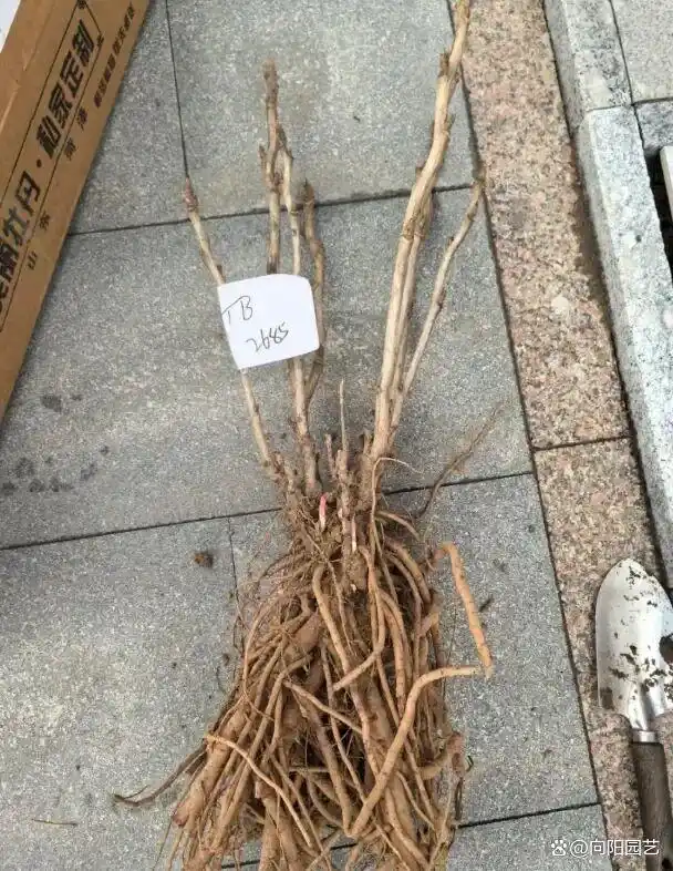 牡丹花种植技术