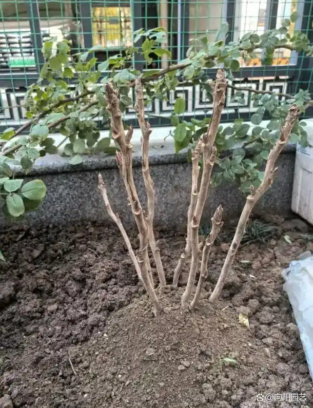 牡丹花种植技术