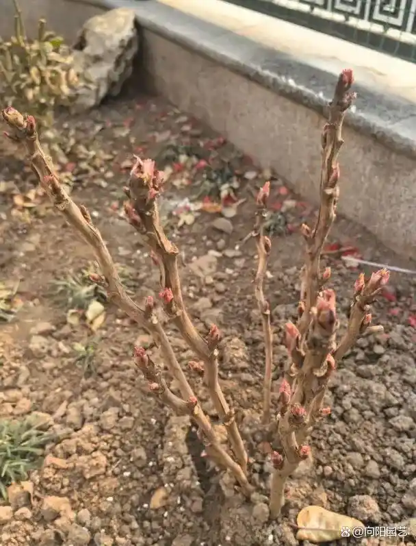 牡丹花种植技术