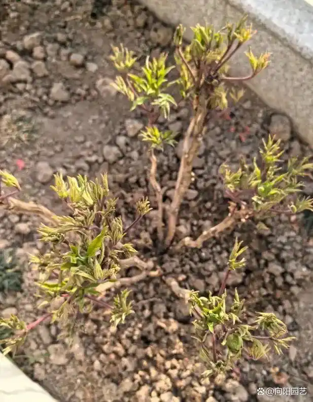 牡丹花种植技术