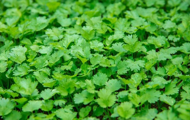 Apprenticeship methods and timing