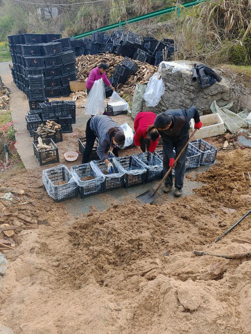 How do we grow the cynics