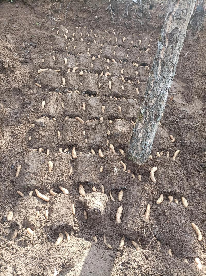 How do we grow the cynics