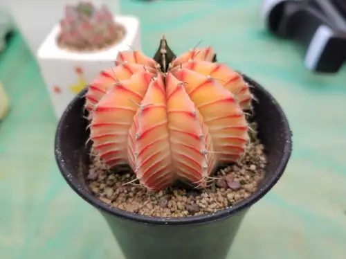 多肉植物的种植方法和注意事项