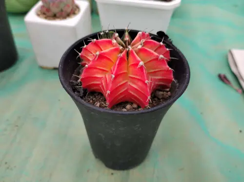 多肉植物的种植方法和注意事项