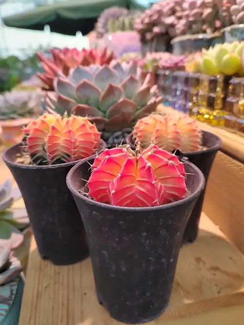 多肉植物的种植方法和注意事项