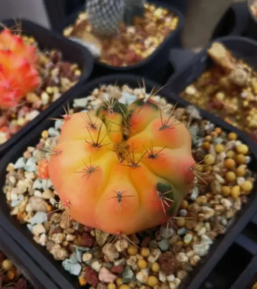 多肉植物的种植方法和注意事项