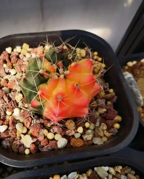 多肉植物的种植方法和注意事项