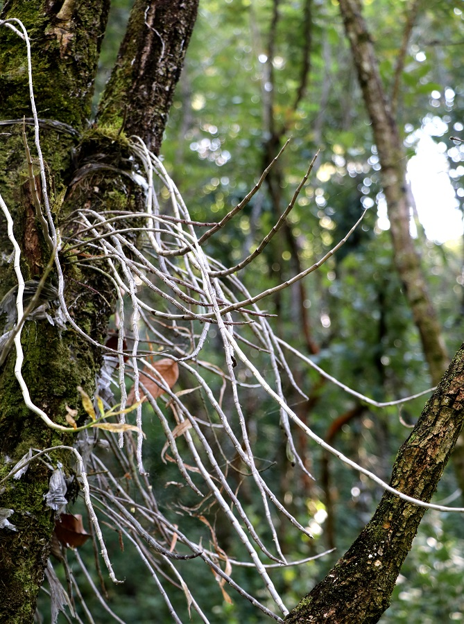 石斛的种植技术
