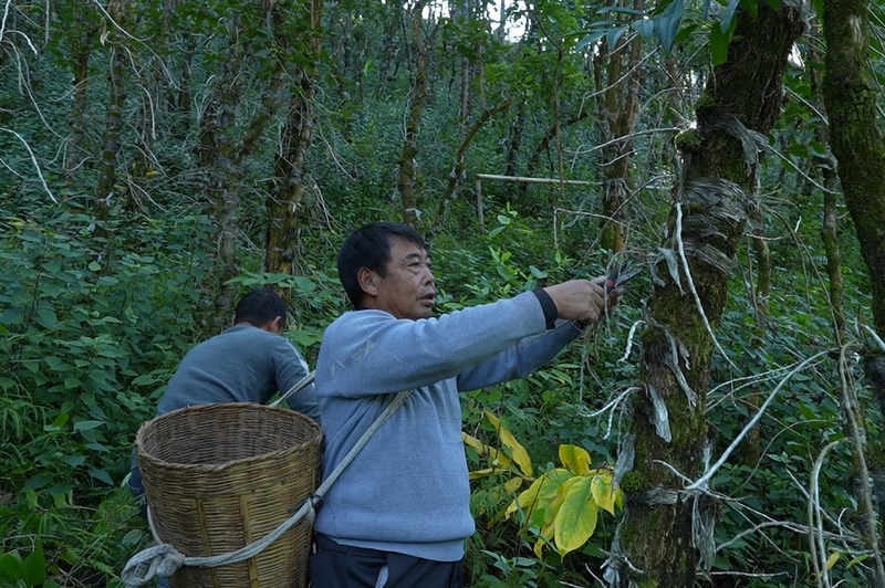 石斛的种植技术