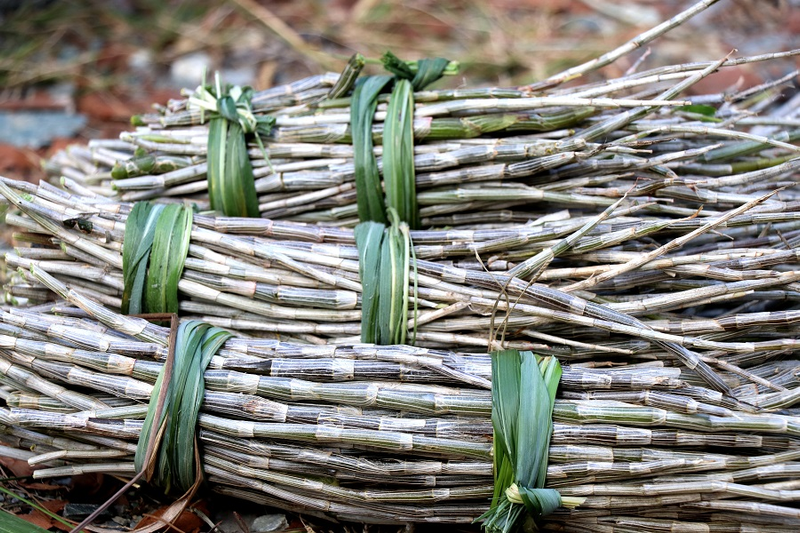 石斛的种植技术