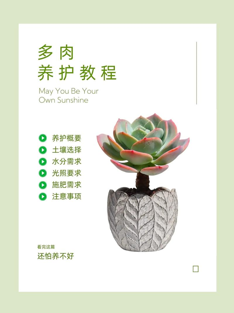 多肉植物的种植方法和注意事项
