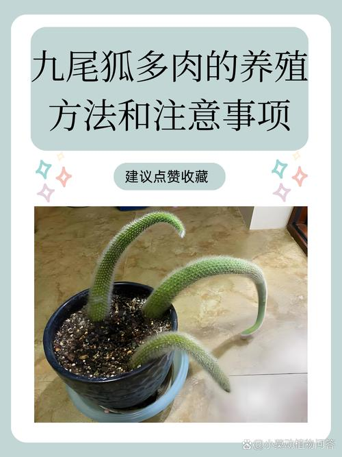 多肉植物的种植方法和注意事项