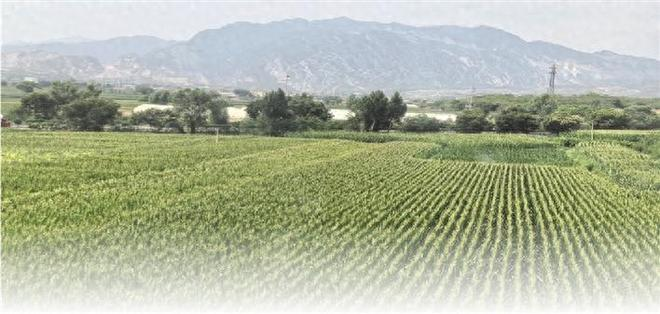 高粱种植技术视频