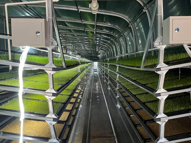室内种植的植物