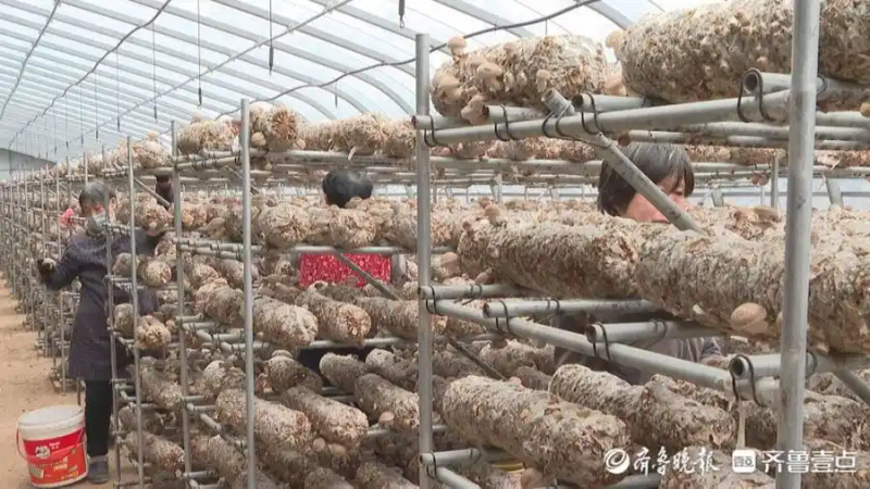 最先进食用菌种植技术