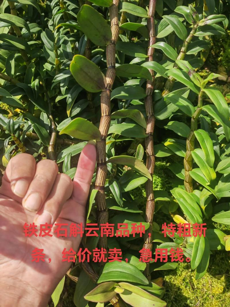 Plantation techniques for quarries