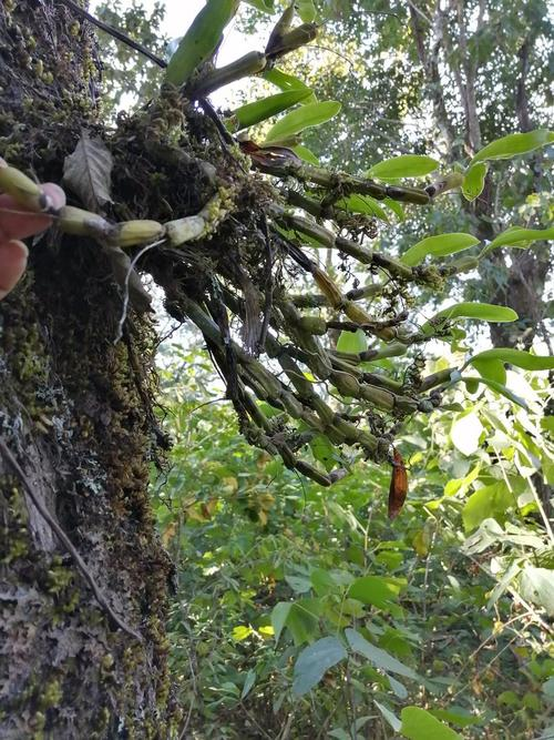 Plantation techniques for quarries