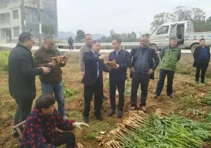 生姜种植技术视频