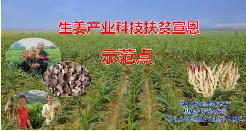 生姜种植技术视频