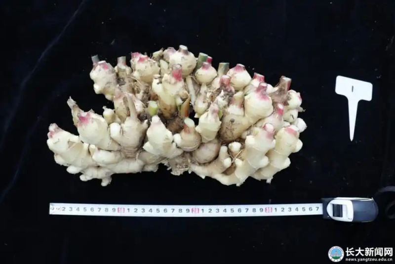 生姜种植技术视频