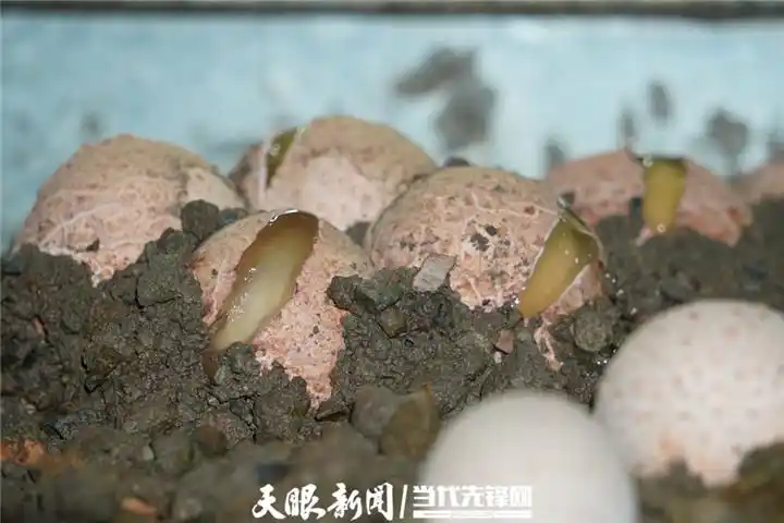 最先进食用菌种植技术