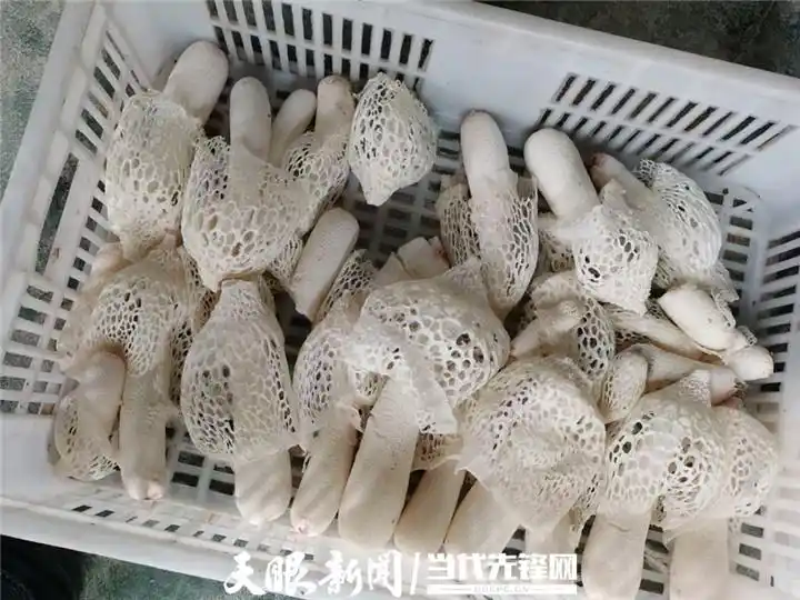 最先进食用菌种植技术