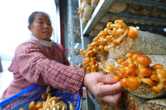 Best food-bacterium cultivation techniques