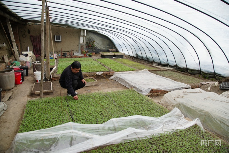 温室大棚种植蔬菜