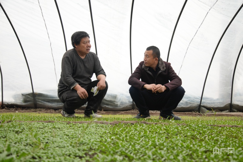 温室大棚种植蔬菜