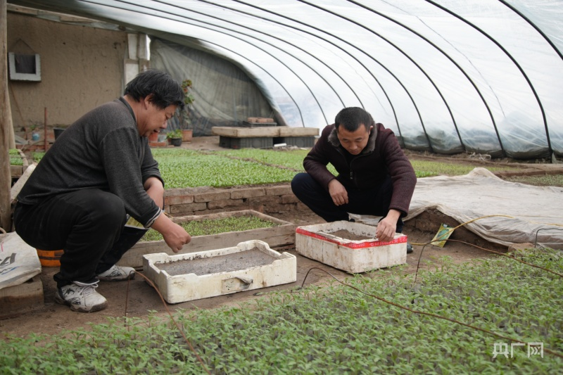 温室大棚种植蔬菜
