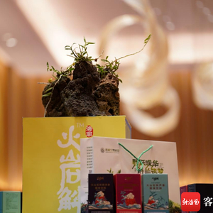 石斛的种植技术