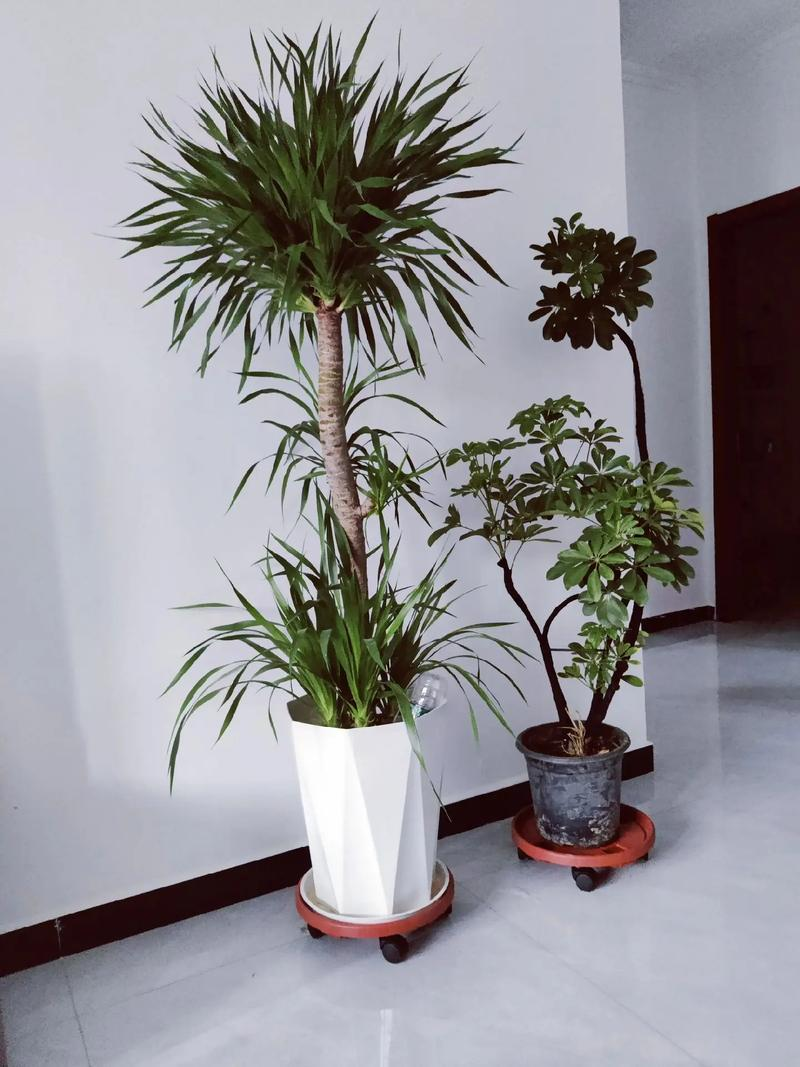 Indoor plants