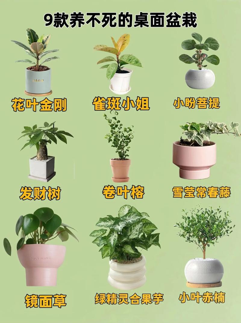 Indoor plants