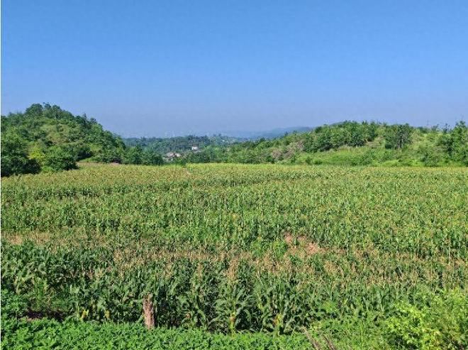 高粱种植技术视频