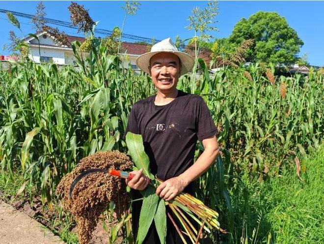 高粱种植技术视频