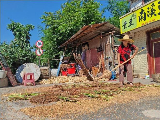 高粱种植技术视频