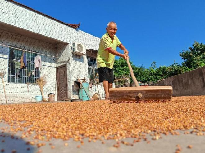 高粱种植技术视频