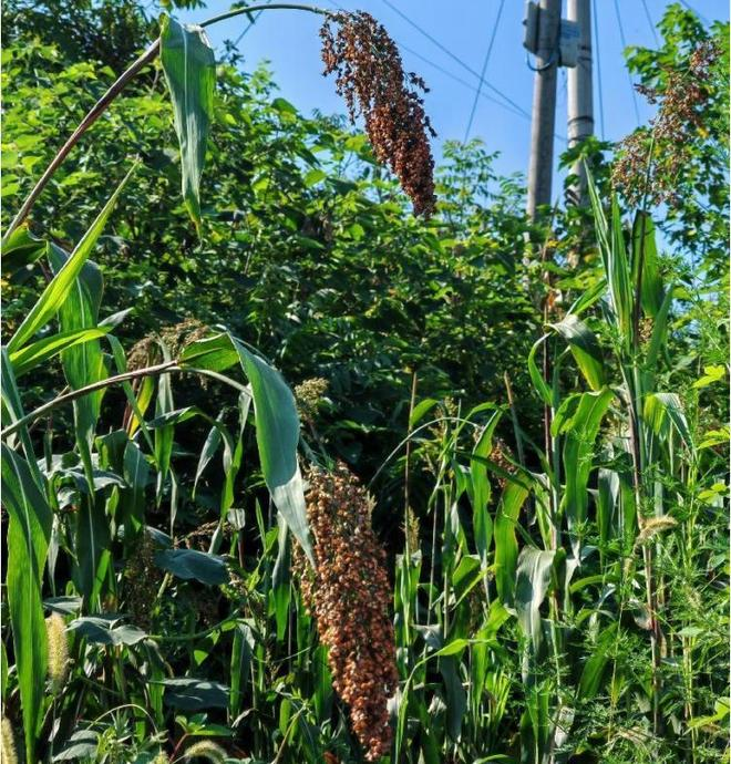 高粱种植技术视频