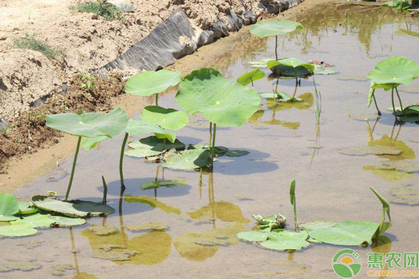 高产莲藕种植技术视频