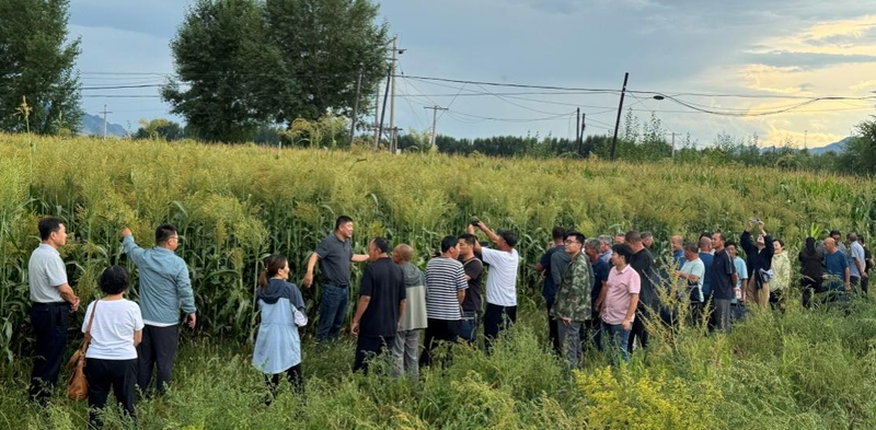 Sorghum growing technology video