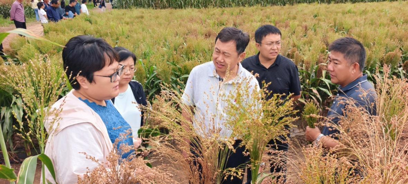 Sorghum growing technology video