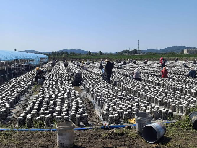 最先进食用菌种植技术