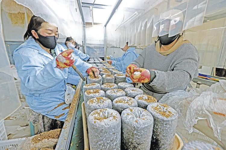 最先进食用菌种植技术