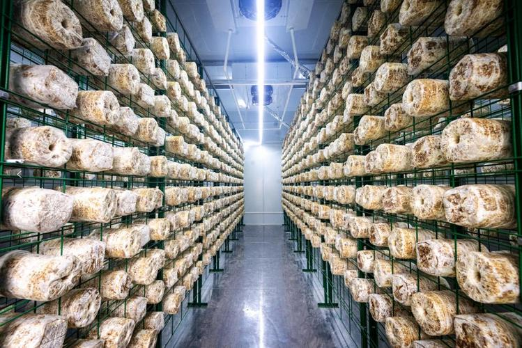 最先进食用菌种植技术