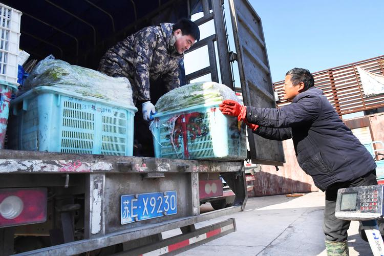 温室大棚种植蔬菜