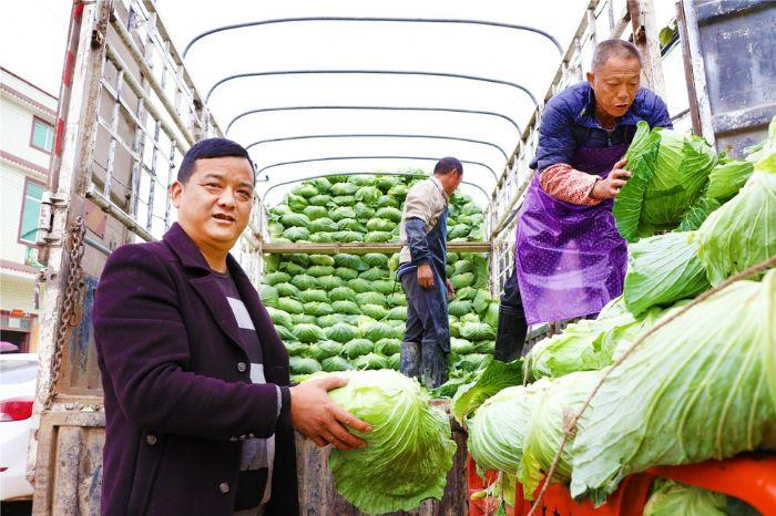 温室大棚种植蔬菜