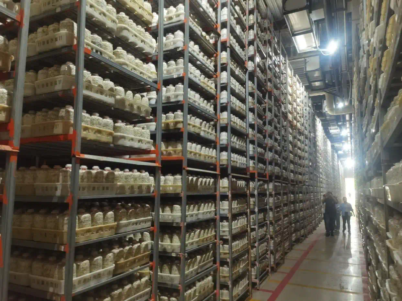 Best food-bacterium cultivation techniques